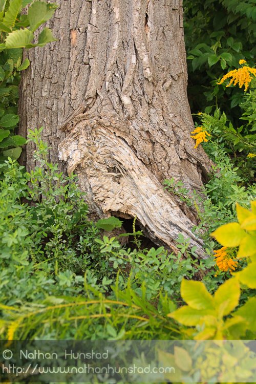 A gnarled tree trunk near the Mississippi River.